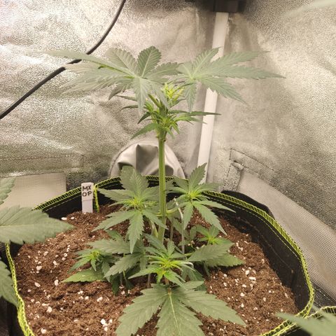 Mimosa x Orange punch auto  growlog timeline photo