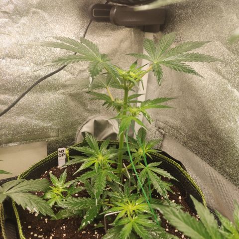 Mimosa x Orange punch auto  growlog timeline photo