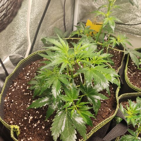 Purple Punch auto  growlog timeline photo