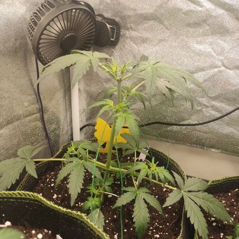 Skywalker OG Auto growlog timeline photo