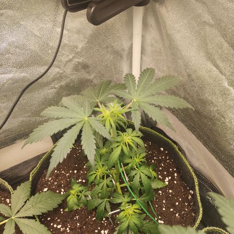 Mimosa x Orange punch auto  growlog timeline photo