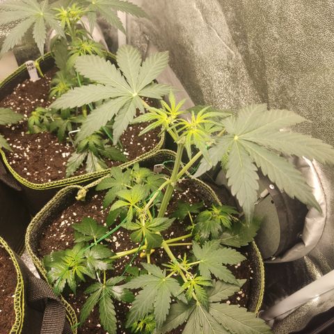 Runtz Auto growlog timeline photo