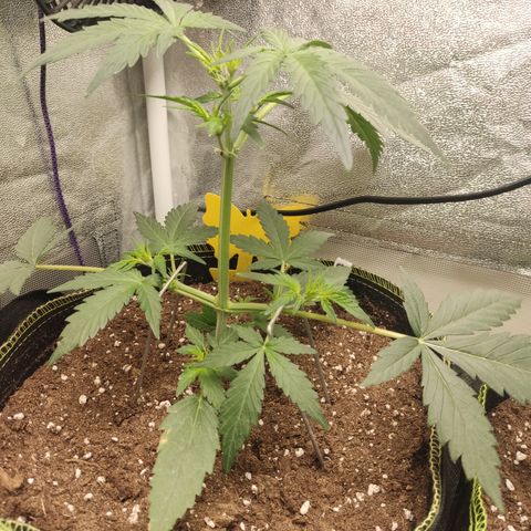 Skywalker OG Auto growlog timeline photo
