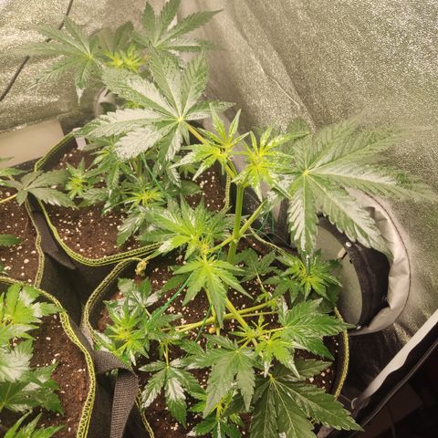Runtz Auto growlog timeline photo