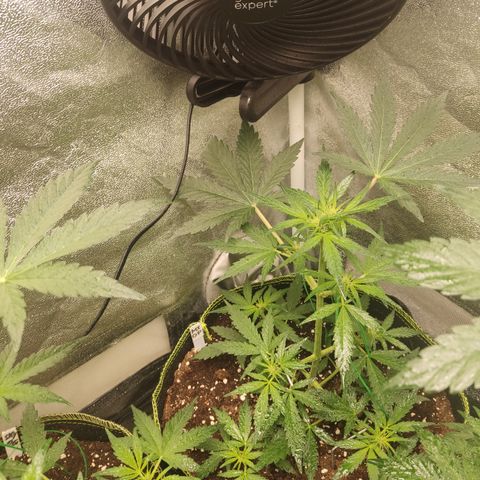 Mimosa x Orange punch auto  growlog timeline photo