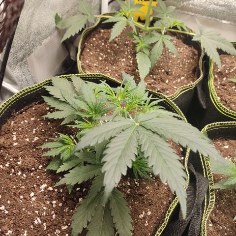 Purple Punch auto  growlog timeline photo
