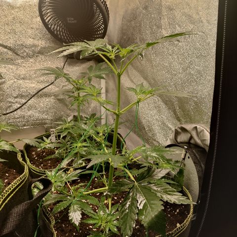 Runtz Auto growlog timeline photo