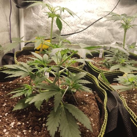 Purple Punch auto  growlog timeline photo