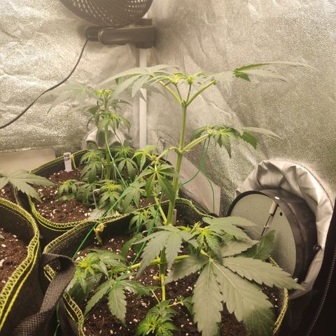 Runtz Auto growlog timeline photo