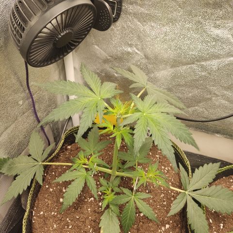 Skywalker OG Auto growlog timeline photo