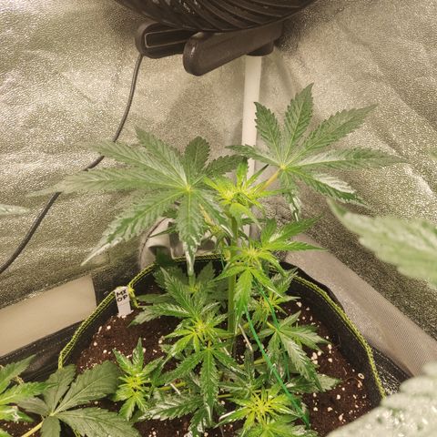 Mimosa x Orange punch auto  growlog timeline photo