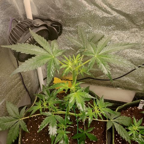 Skywalker OG Auto growlog timeline photo