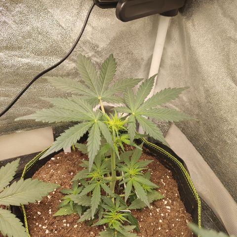 Mimosa x Orange punch auto  growlog timeline photo