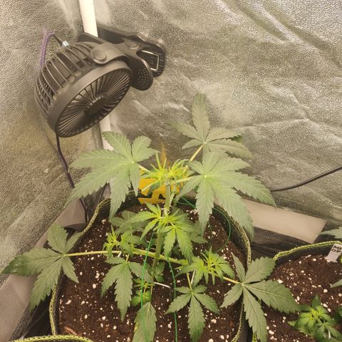Skywalker OG Auto growlog timeline photo