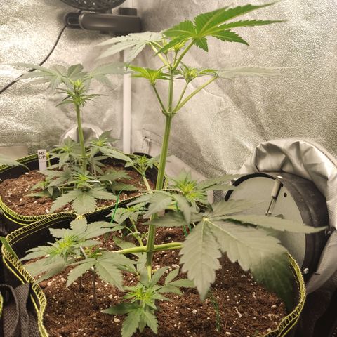 Runtz Auto growlog timeline photo