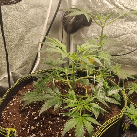 Purple Punch auto  growlog timeline photo