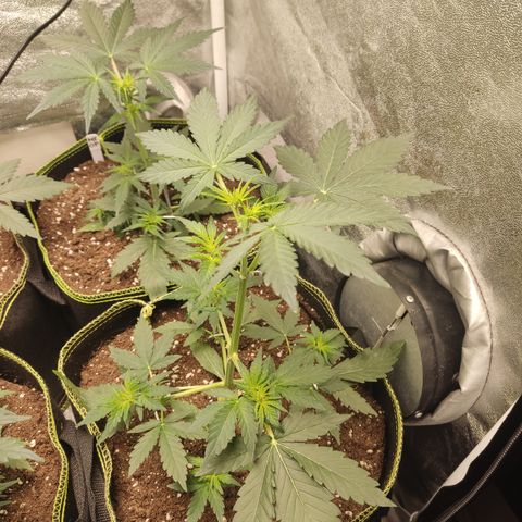 Runtz Auto growlog timeline photo