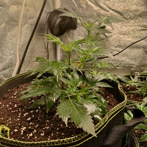 Purple Punch auto  growlog timeline photo