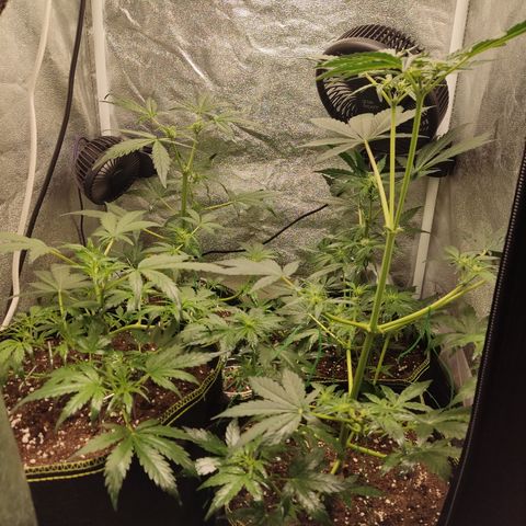 Mimosa x Orange punch auto  growlog timeline photo