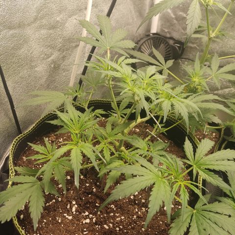Purple Punch auto  growlog timeline photo