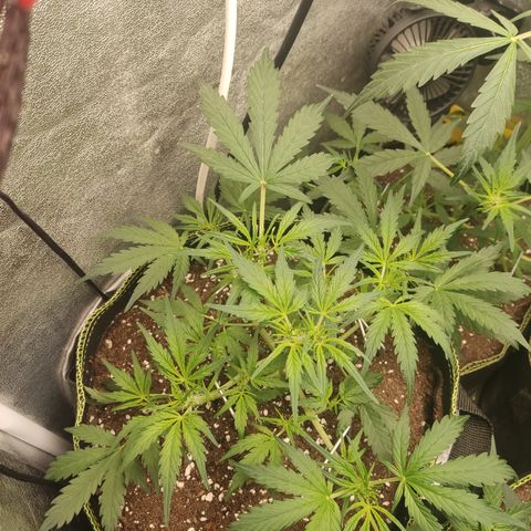 Purple Punch auto  growlog timeline photo