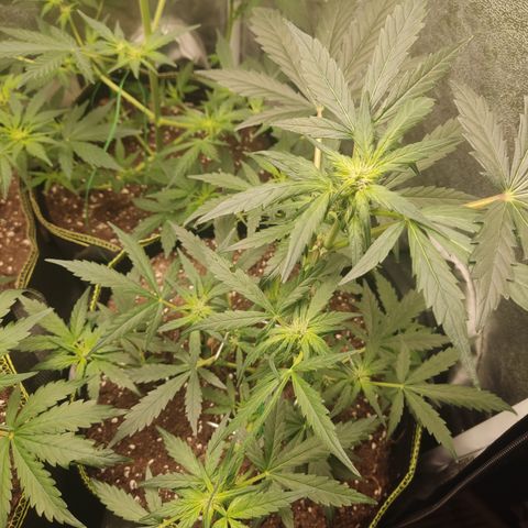 Mimosa x Orange punch auto  growlog timeline photo