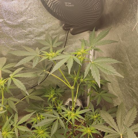 Runtz Auto growlog timeline photo