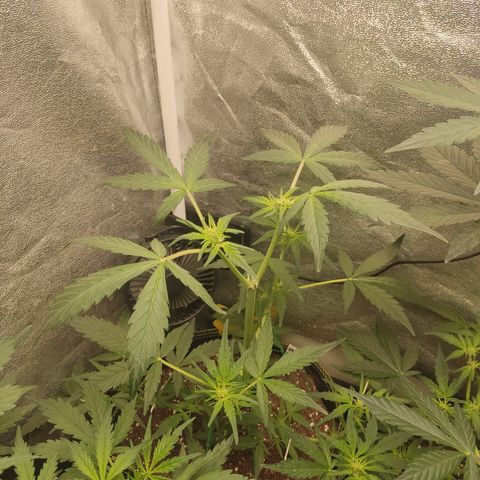 Skywalker OG Auto growlog timeline photo