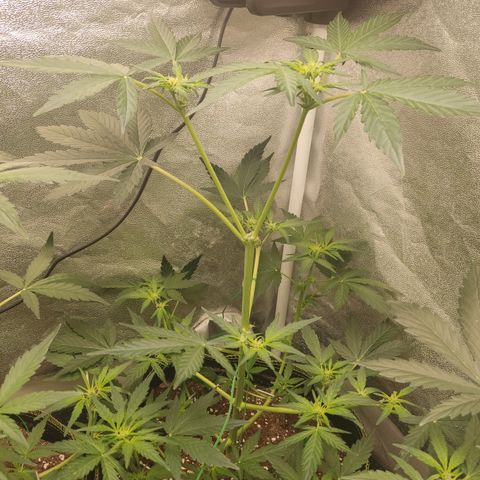 Runtz Auto growlog timeline photo