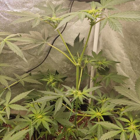 Runtz Auto growlog timeline photo