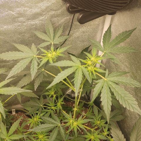 Runtz Auto growlog timeline photo