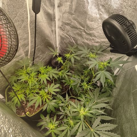 Mimosa x Orange punch auto  growlog timeline photo