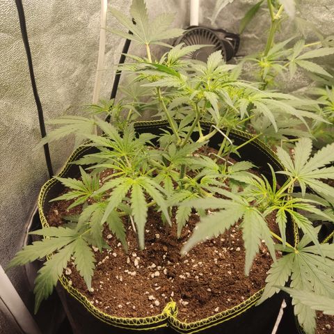 Purple Punch auto  growlog timeline photo