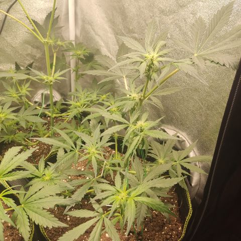 Mimosa x Orange punch auto  growlog timeline photo