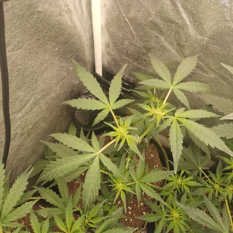 Skywalker OG Auto growlog timeline photo