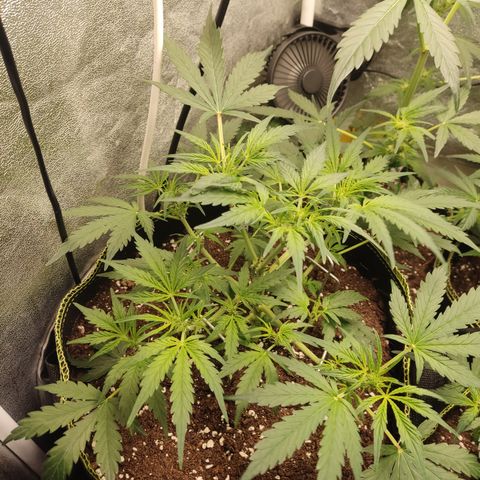 Purple Punch auto  growlog timeline photo