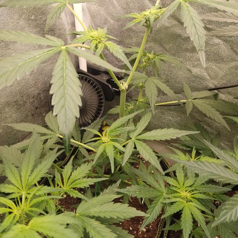 Skywalker OG Auto growlog timeline photo