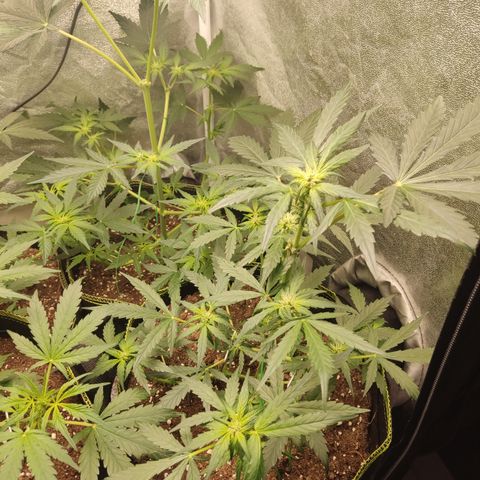 Mimosa x Orange punch auto  growlog timeline photo