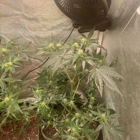 Runtz Auto growlog timeline photo