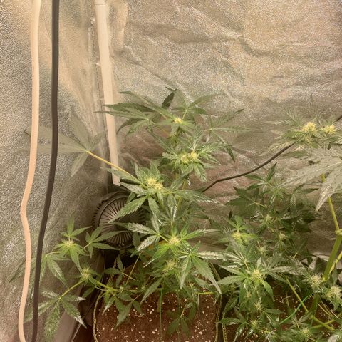 Skywalker OG Auto growlog timeline photo
