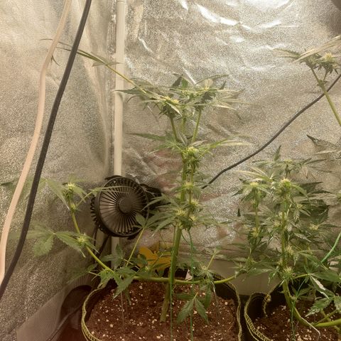 Skywalker OG Auto growlog timeline photo