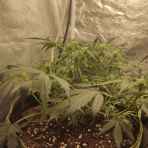 Purple Punch auto  growlog timeline photo