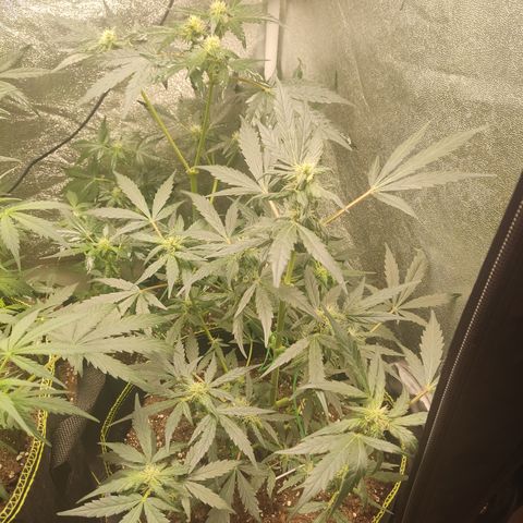 Mimosa x Orange punch auto  growlog timeline photo