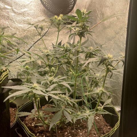 Mimosa x Orange punch auto  growlog timeline photo