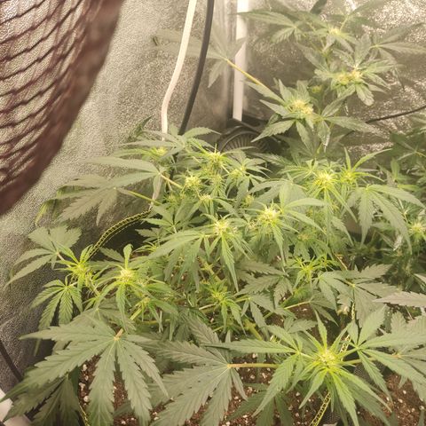 Purple Punch auto  growlog timeline photo