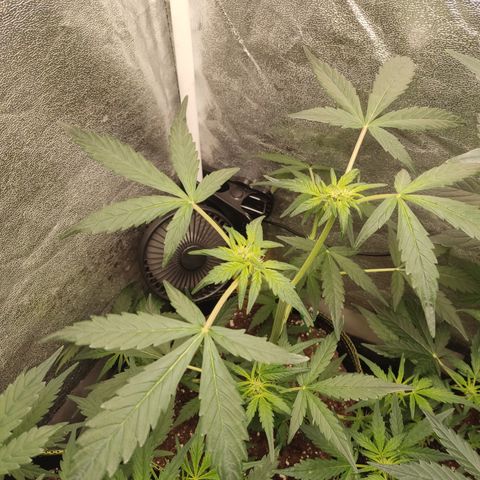 Skywalker OG Auto growlog timeline photo