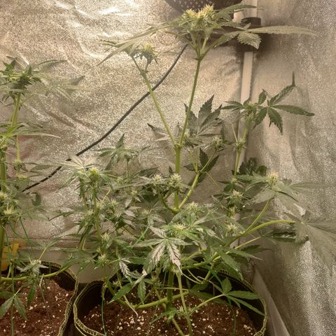Runtz Auto growlog timeline photo