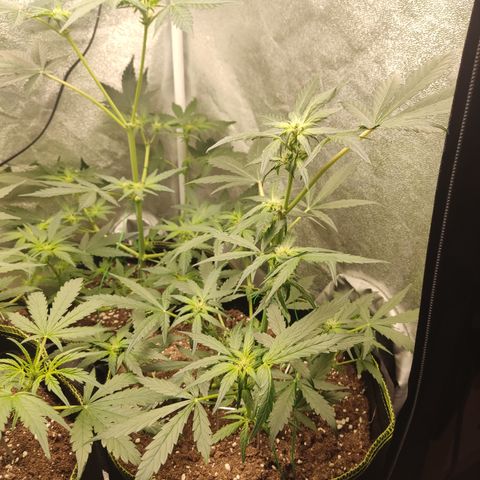 Mimosa x Orange punch auto  growlog timeline photo
