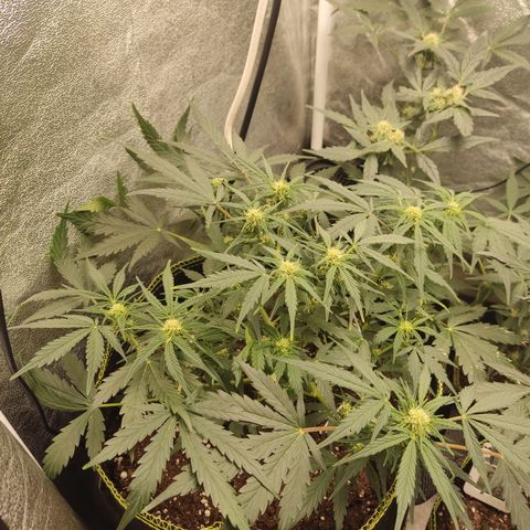 Purple Punch auto  growlog timeline photo