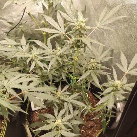 Mimosa x Orange punch auto  growlog timeline photo